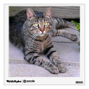 Brown Tabby Cat Outdoors Wall Decal