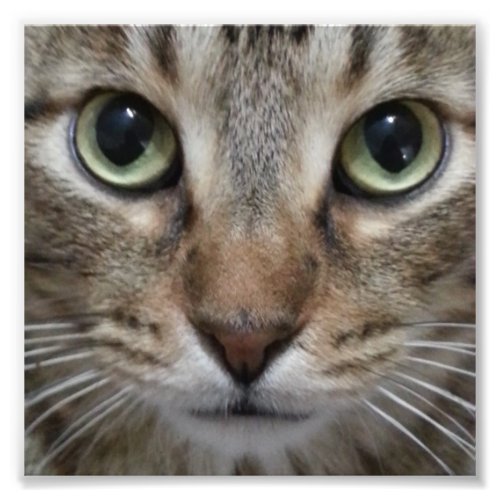 Brown Tabby Cat Photo Print