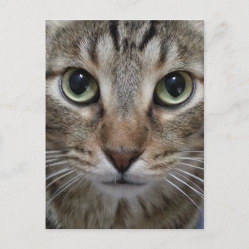 Brown Tabby Cat Postcard