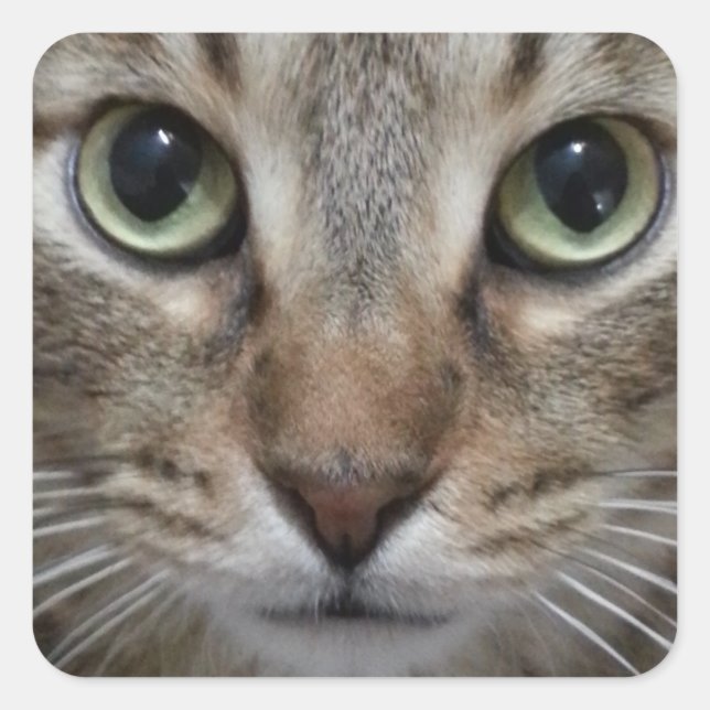 Brown Tabby Cat Square Sticker (Front)