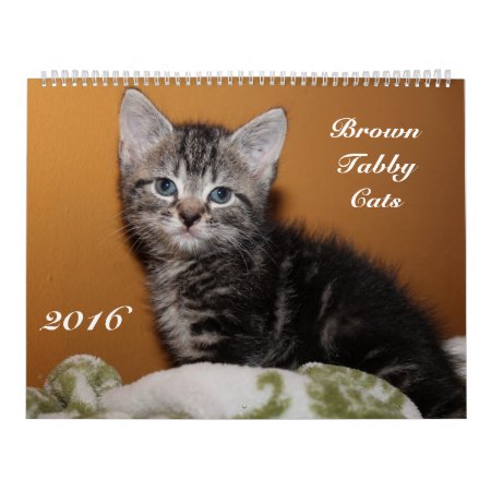Brown Tabby Cats 2016 Calendar