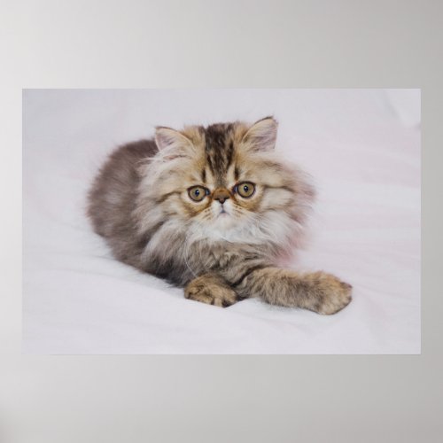 Brown Tabby Kitten Poster