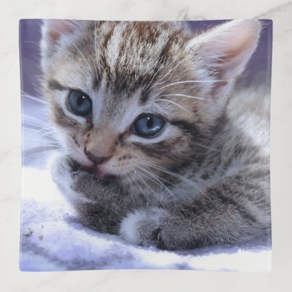 BROWN TABBY KITTEN TRINKET TRAY