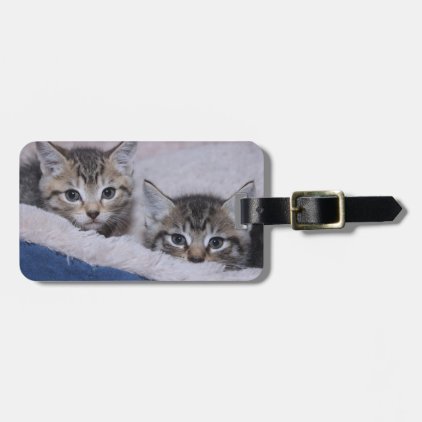 BROWN TABBY KITTENS LUGGAGE TAG