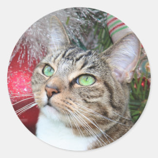 Brown tabby with white Christmas Classic Round Sticker