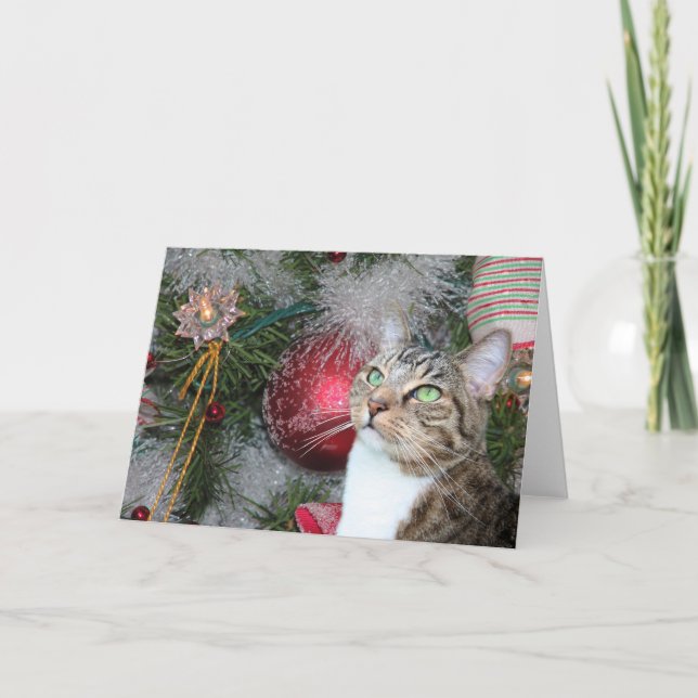 Brown tabby with white Christmas Holiday Card (Front)