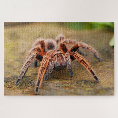 Brown tarantula spider on land jigsaw puzzle