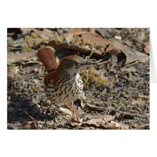 Brown Thrasher (Front Horizontal)