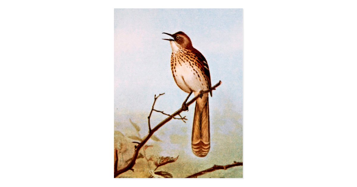 Download Brown Thrasher Bird Art Postcard | Zazzle.com