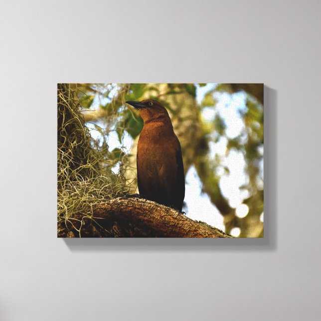 Brown Thrasher Bird Canvas Print (Front)