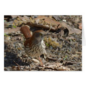 Brown Thrasher Cards (Front Horizontal)