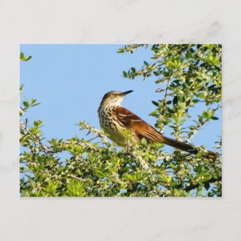 Brown Thrasher Postcard by thecoveredbridge at Zazzle
