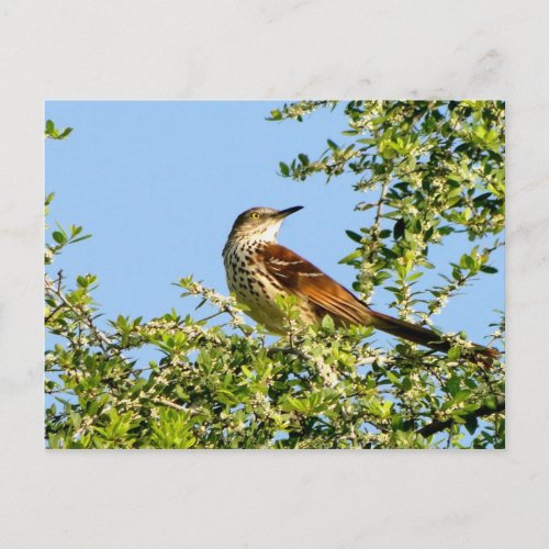 Brown Thrasher Postcard