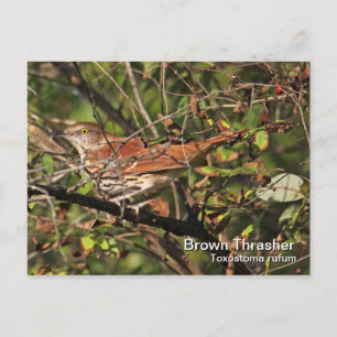 Brown Thrasher Postcard
