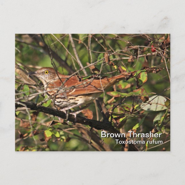Brown Thrasher Postcard (Front)