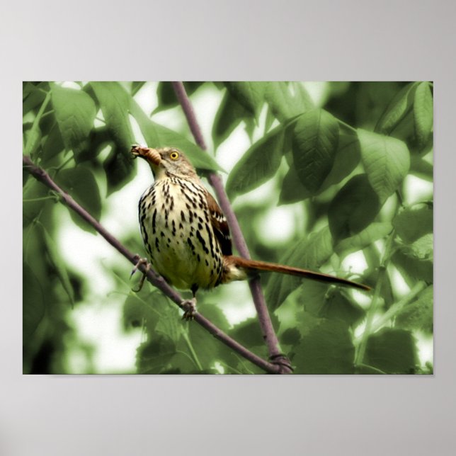 Brown Thrasher Print (Front)