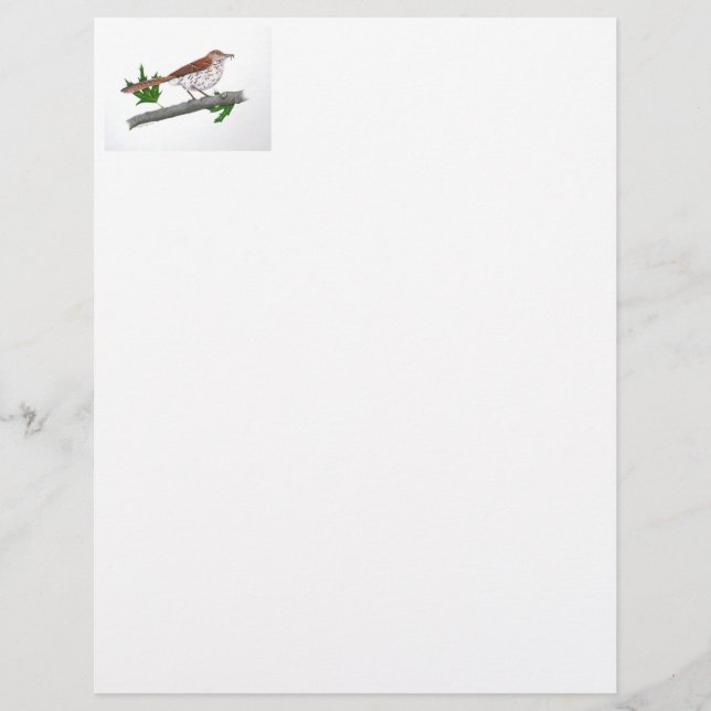 Brown Thrasher  Stationery (Front)