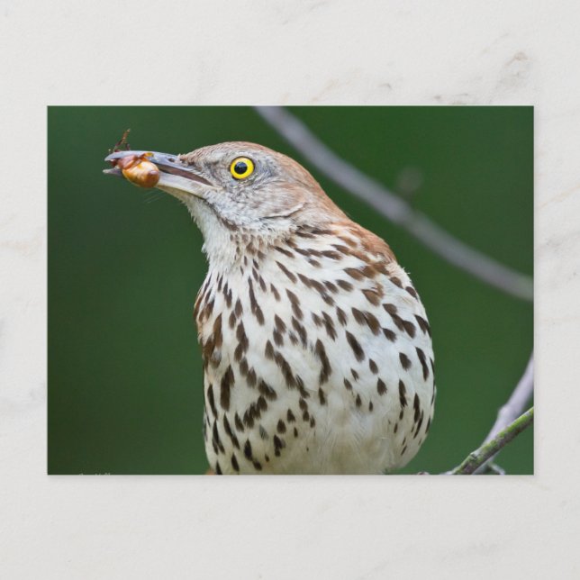 Brown Thrasher w/ Catch Of the Day Gifts Apparel Postcard (Front)