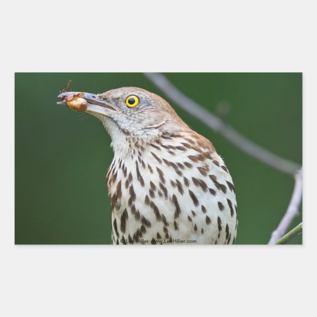 Brown Thrasher w/ Catch Of the Day Gifts Apparel Rectangular Sticker (Front)