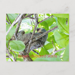 Brown-throated Sloths Postcard