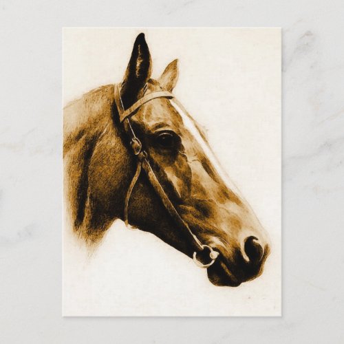 Brown Tones Horse Portrait Postcard