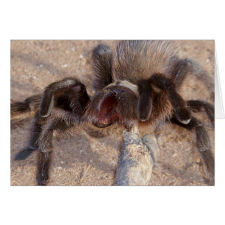 brown-trantula cards