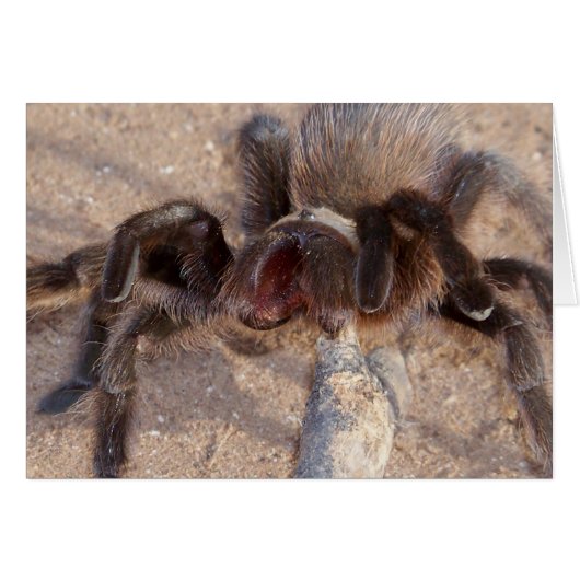 brown-trantula cards (Front Horizontal)
