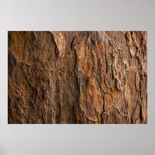 Brown tree bark in closeup photography poster