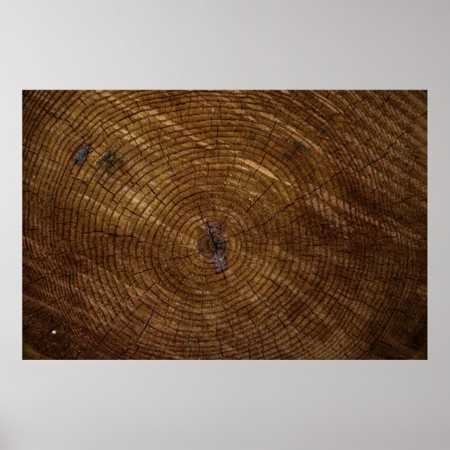 Brown tree trunk poster (Front)