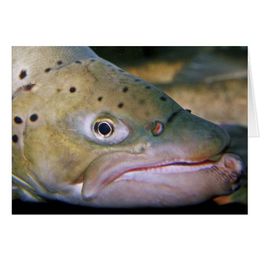 Brown trout cards (Front Horizontal)