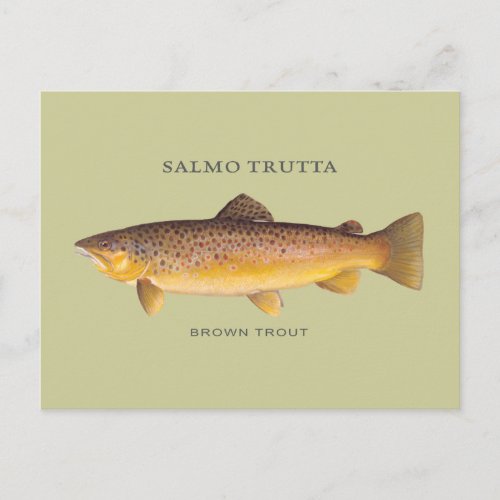 Brown Trout fish with vintage illustration Postcard