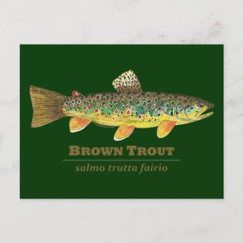 Brown Trout Latin Ichthyology Postcard by TroutWhiskers at Zazzle