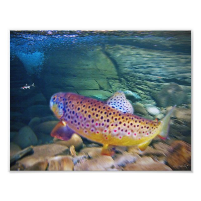 'BROWN TROUT' PHOTO PRINT (Front)