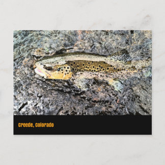 Brown Trout Postcard