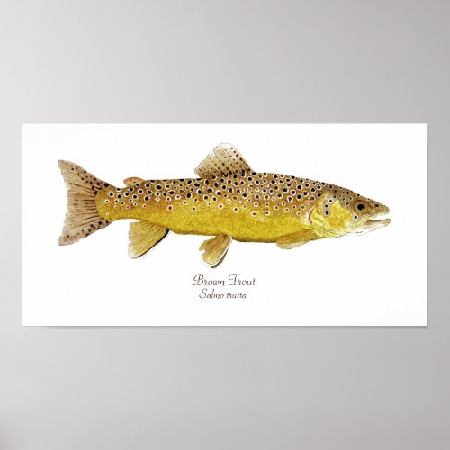 Brown Trout Poster