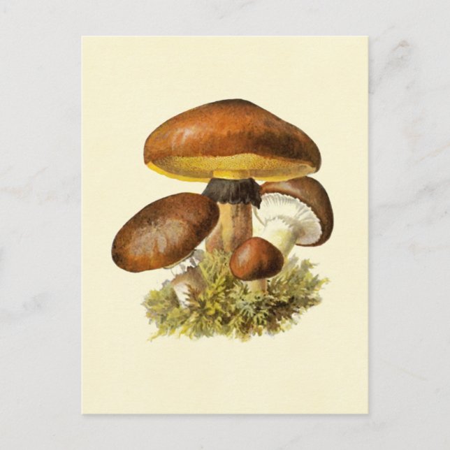 Brown Vintage Mushroom Postcard (Front)