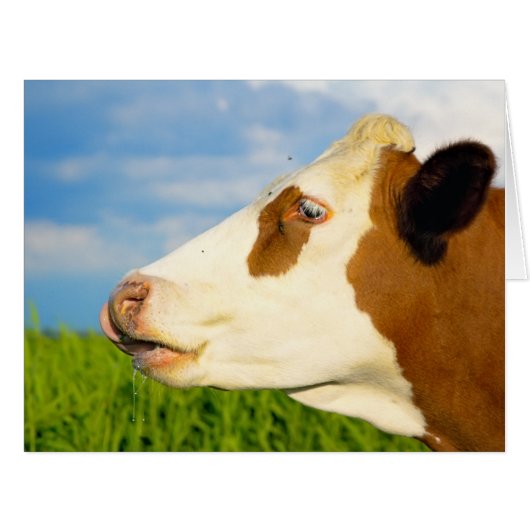 Brown white cow looking straight ahead. cards (Front Horizontal)