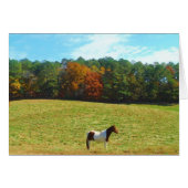 Brown & White horse,autumn trees,blue sky (Front Horizontal)