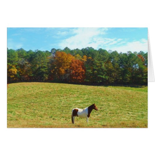 Brown & White horse,autumn trees,blue sky (Front Horizontal)