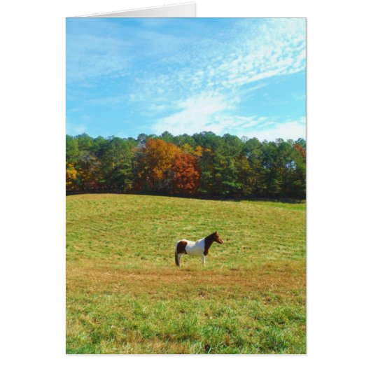 Brown & White horse,autumn trees,blue sky (Front)