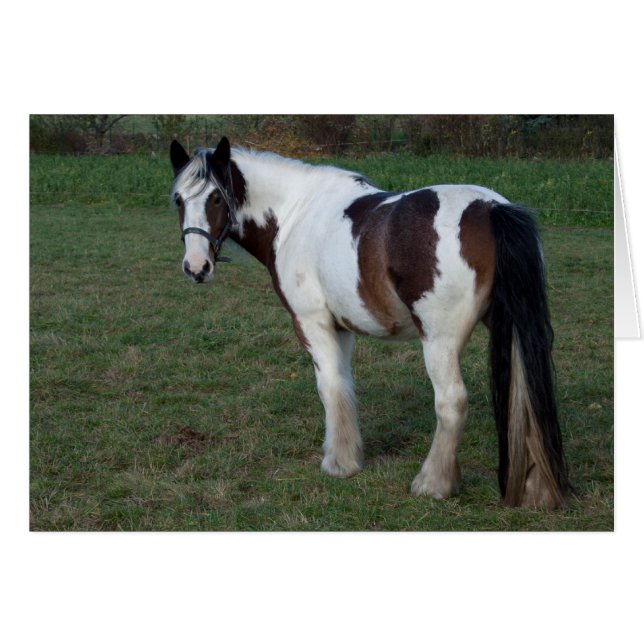 Brown White Horse Cards (Front Horizontal)