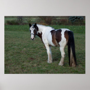 Brown White Horse Poster