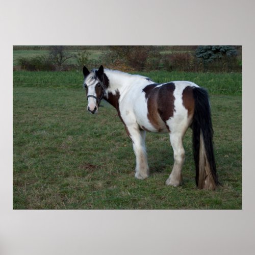 Brown White Horse Poster