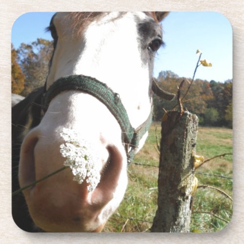 Brown  White horse w wildflower Coaster