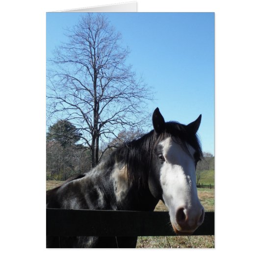 Brown &White, Painted Horse, bright blue sky (Front)