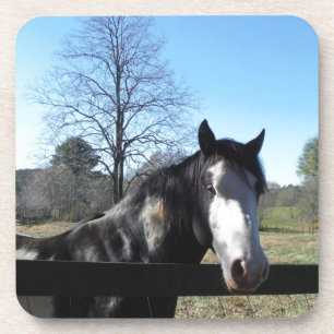 Brown &White, Painted Horse, bright blue sky Beverage Coaster
