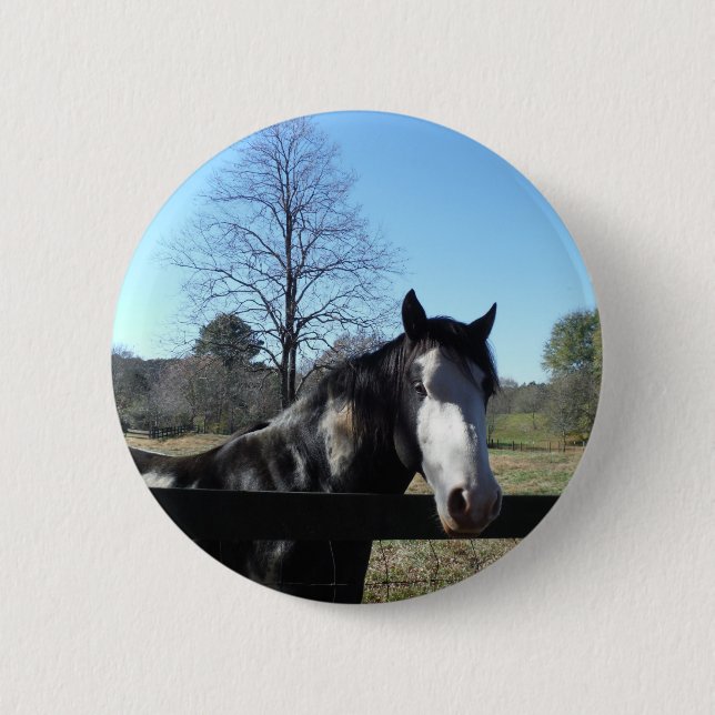 Brown &White, Painted Horse, bright blue sky Button (Front)