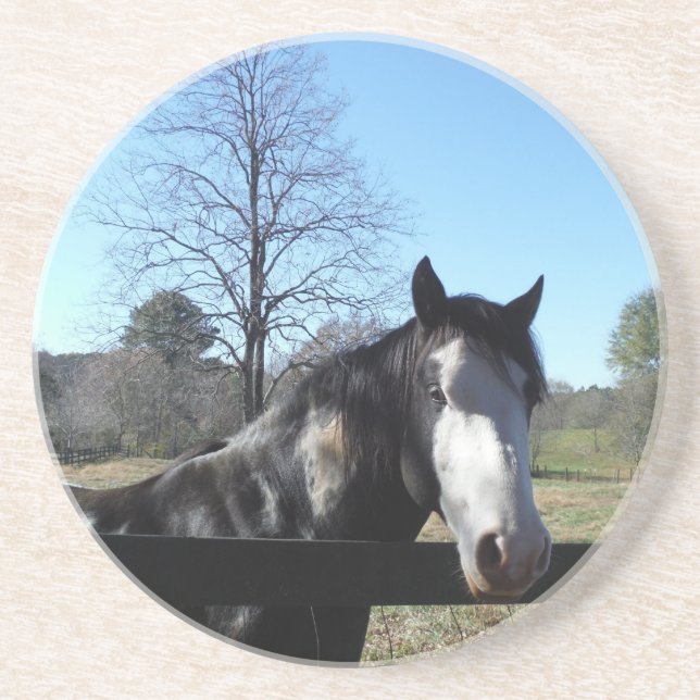 Brown &White, Painted Horse, bright blue sky Drink Coaster (Front)