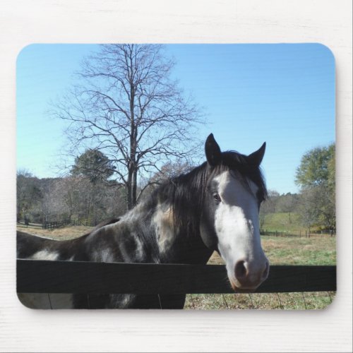 Brown White Painted Horse bright blue sky Mouse Pad