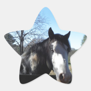 Brown &White, Painted Horse, bright blue sky Star Sticker